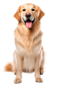 Hund